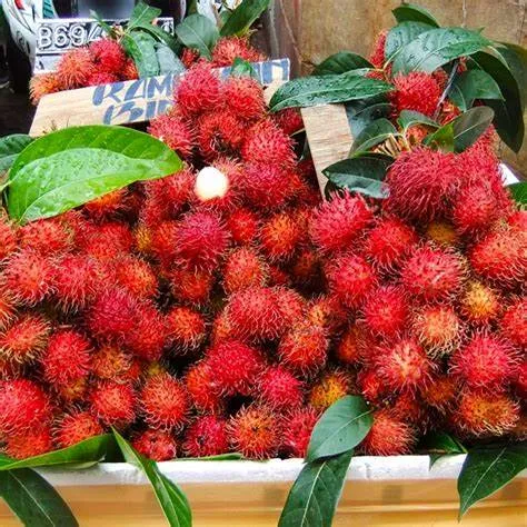 Rambutan Binjai - 4
